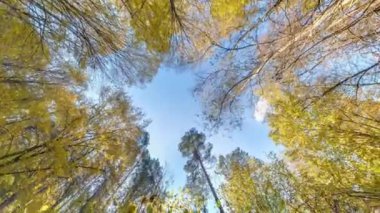 hızlı dön ve dön ve sonbahar ormanına bak mavi gökyüzünde büyüyen ağaçlar, döngü
