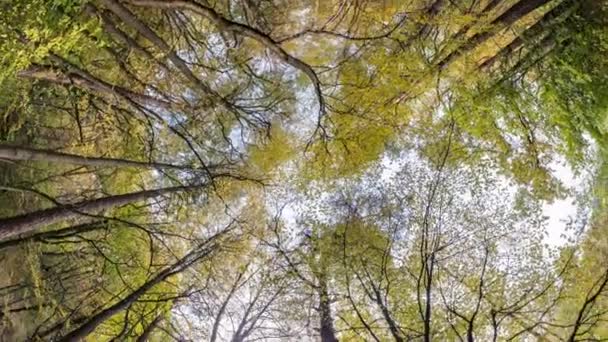 Berputar Cepat Dan Berputar Dan Melihat Atas Hutan Musim Gugur — Stok Video