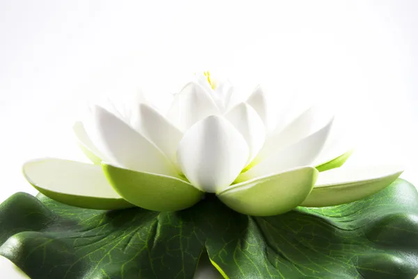 Λευκό λουλούδι του Ζεν και διαλογισμό ή διακόσμηση — Φωτογραφία Αρχείου