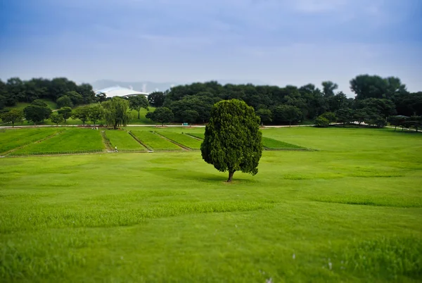 Olympic Park Seoul grass field — Stock Photo, Image