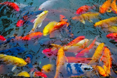 Guangzhou Hayvanat Bahçesi balık