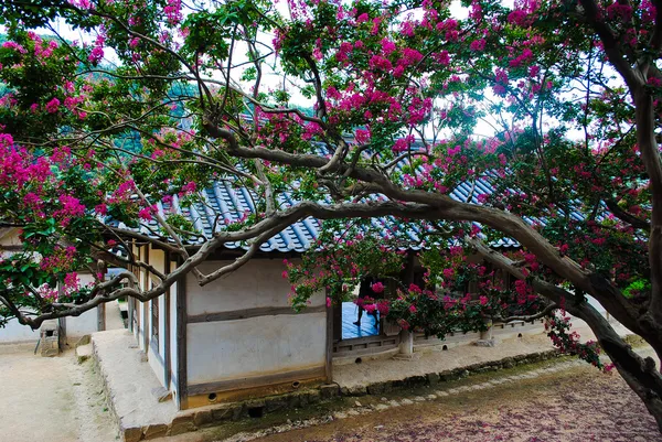 Verão coreano. Templo na floresta — Fotografia de Stock Grátis