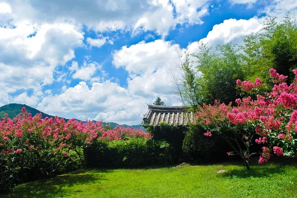 Spring Flowers.Asia in bloom. — Stock Photo, Image
