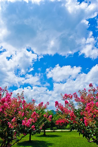 Summer.South Korea — Stock Photo, Image