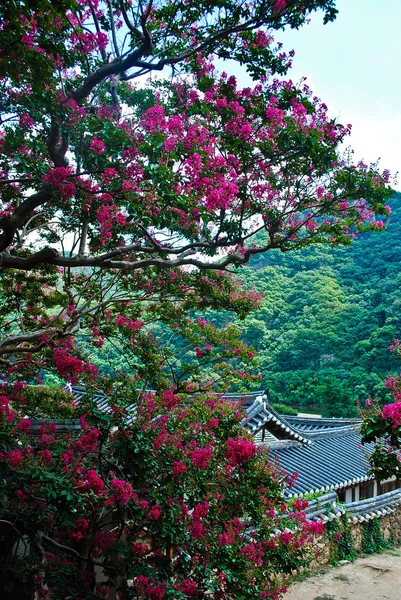 Koreanska sommaren. templet i skogen Stockfoto