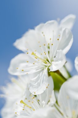mavi gökyüzünün önünde güzel kiraz çiçek.
