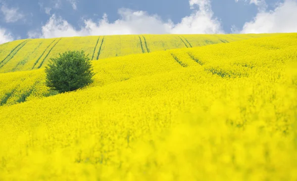 青い空を背景に木と油糧種子菜の花畑 — ストック写真