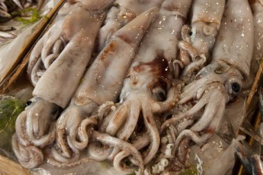 Balık pazarı taze kalamar.