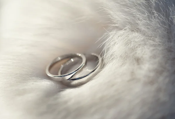 Two wedding rings on white fur. — Stock Photo, Image