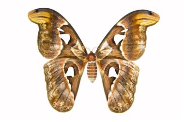 Beyaz bir arka planda - attacus atlasstock Foto Atlas moth: