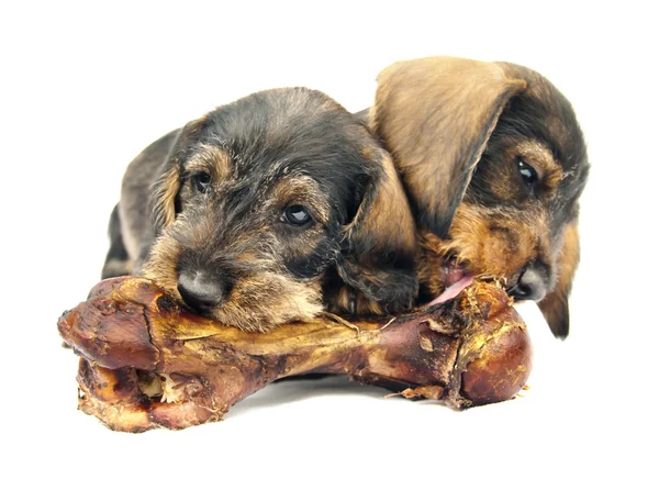 Twee kleine puppy kauwen een enorme bone. geïsoleerd op wit. — Stockfoto