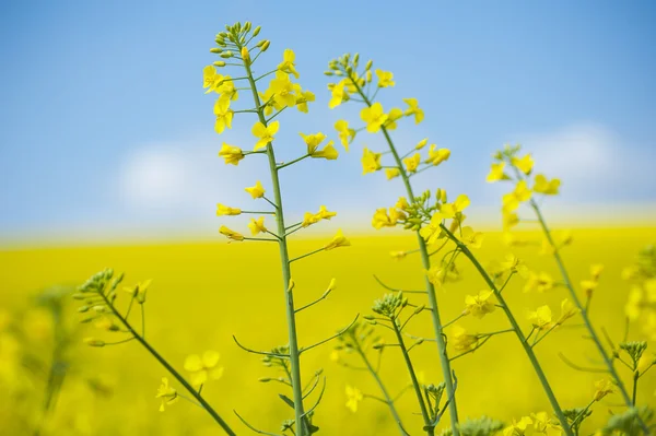 Blühender Raps auf gelbem und blauem Hintergrund — Stockfoto