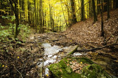 dağ dere sonbahar kayın ormanın içinde. (Macaristan) 