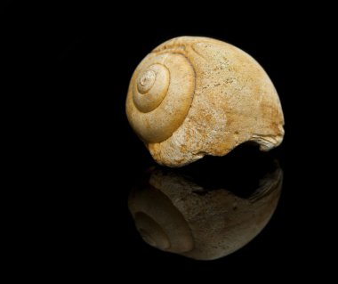Üstten bakış doğum siyah arka plan üzerine izole salyangoz fosil. 