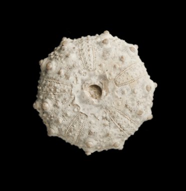Sea urchin fossil isolated on black background top view.  clipart