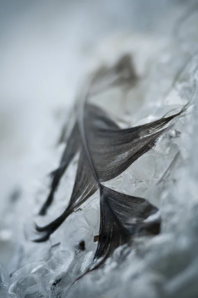 Torn abandoned bird feather on ice — Stock Photo, Image