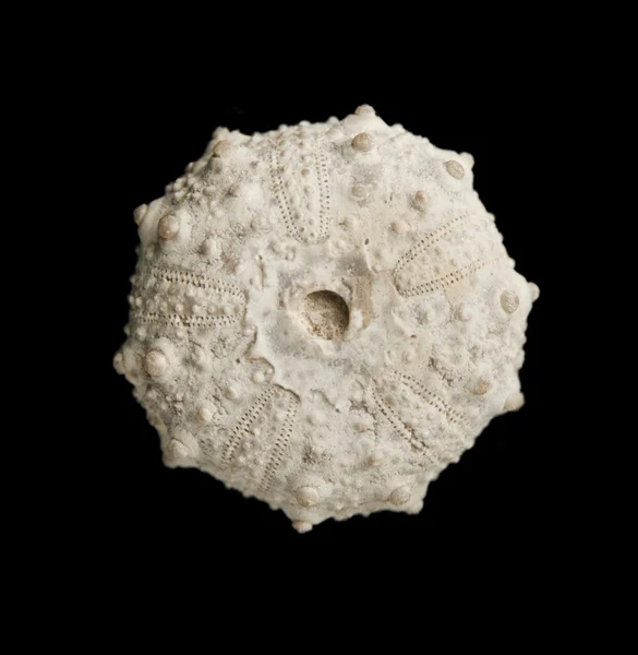 Sea urchin fossil isolated on black background top view. — Stock Photo, Image