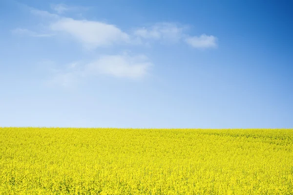 Oljeväxter rapsåker mot blå himmel — Stockfoto
