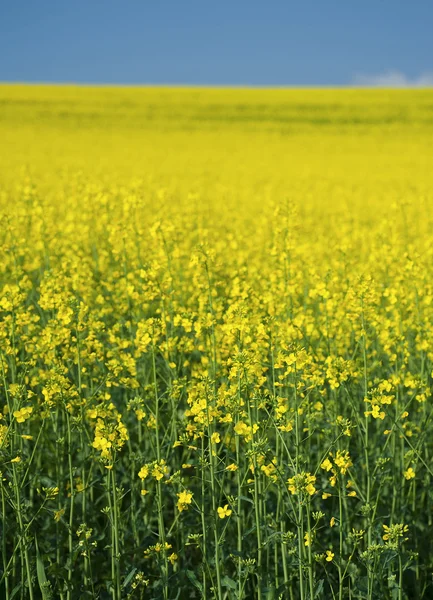 Oilseed Rape field against blue sky — Stock Photo, Image