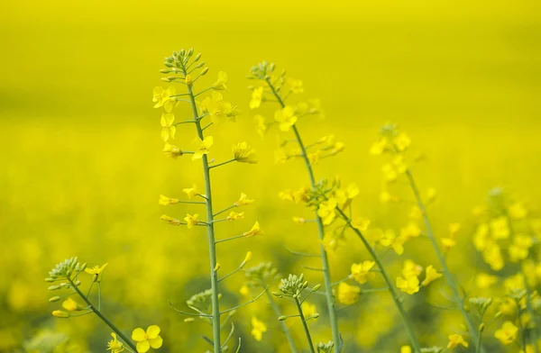 Kvetoucí řepky znásilnění na žlutém podkladu — Stock fotografie