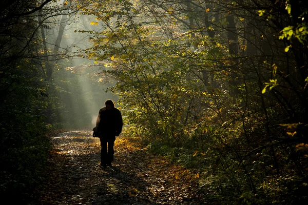 Silhouet van de man lopen op de herfst bos weg in het licht van Stockfoto