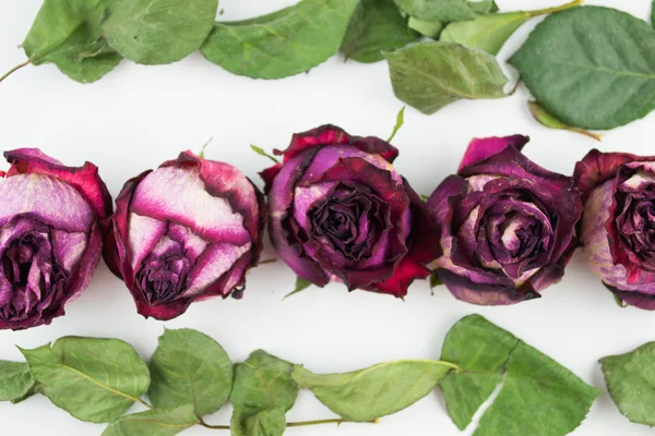 Dried roses — Stock Photo, Image