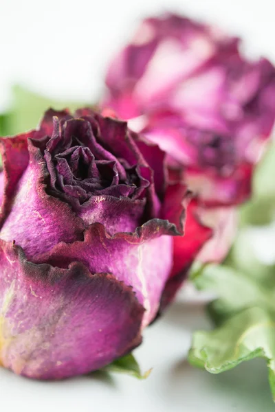 Dried roses — Stock Photo, Image