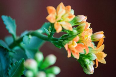 Turuncu, sarı çiçekler. aranjmani