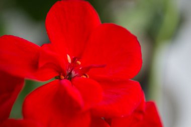 Kırmızı Sardunya çiçeği