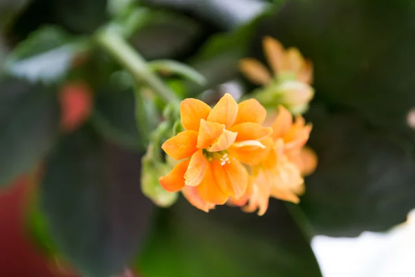 Orange, yellow flowers Kalanchoe — Stock Photo, Image