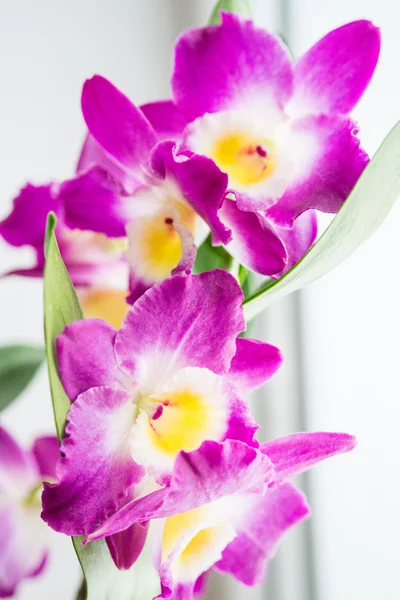 Beautiful pink dendrobium flowers — Stock Photo, Image