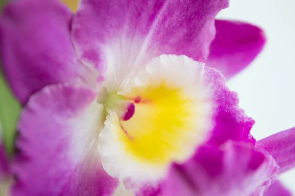 Schöne rosa Dendrobium-Blüten — Stockfoto