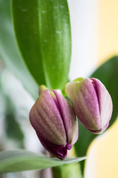 Dendrobium flower bud — Stock Photo, Image