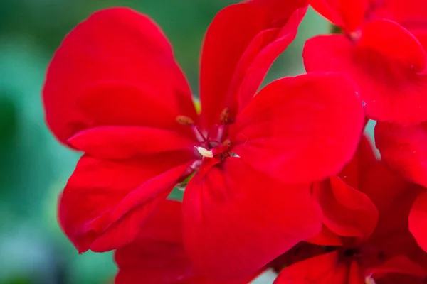 Röd pelargon blomma — Stockfoto