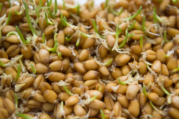 Chiusura del germe di frumento — Foto Stock