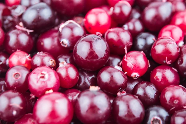 Red ripe cranberries background — Stock Photo, Image