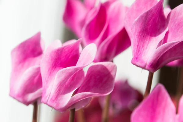 Rosa Cyclamen Blüten isoliert auf weißem Hintergrund — Stockfoto