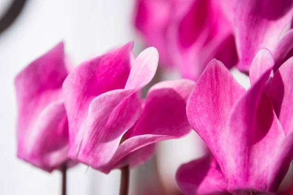 Beyaz arkaplanda izole edilmiş pembe siklamen çiçekleri — Stok fotoğraf