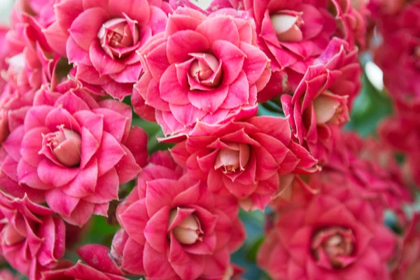 Rosa Kalanchoe Blumen Nahaufnahme Hintergrund — Stockfoto