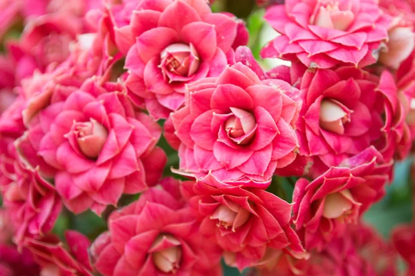 Kwiaty różowe kalanchoe z bliska tło — Zdjęcie stockowe