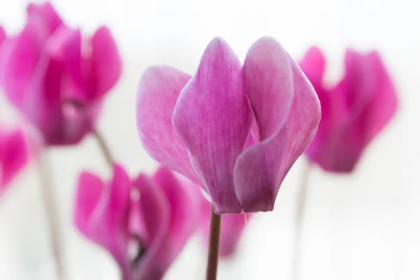 Rosa Cyclamen Blüten isoliert auf weißem Hintergrund — Stockfoto