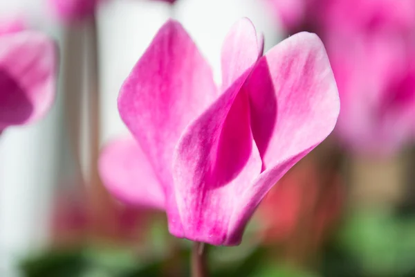 白地に孤立したピンク色のシクラメンの花 — ストック写真