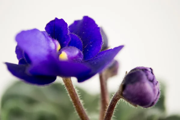 The violet on a white background — Stock Photo, Image