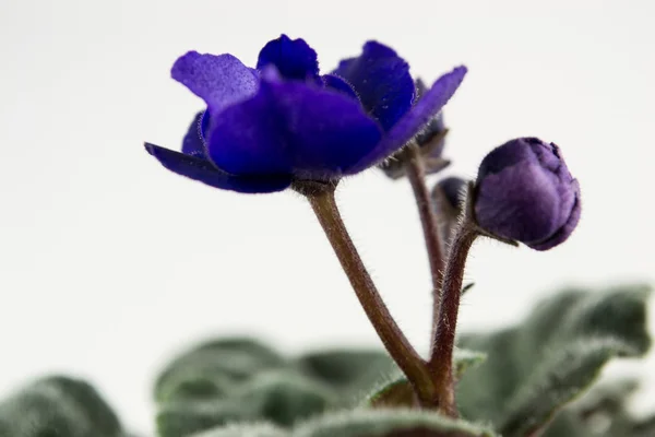 La violette sur fond blanc — Photo