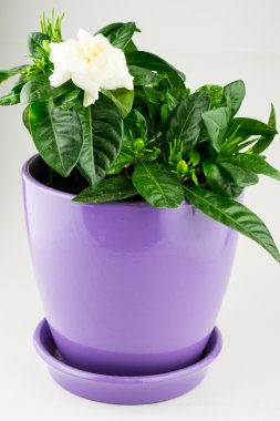 gardenya çiçek tencerede
