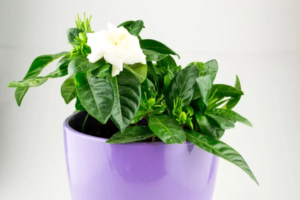 Gardenia in Flower Pot