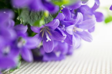 çan çiçeği veya bellflowers beyaz