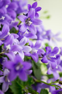 çan çiçeği veya bellflowers beyaz