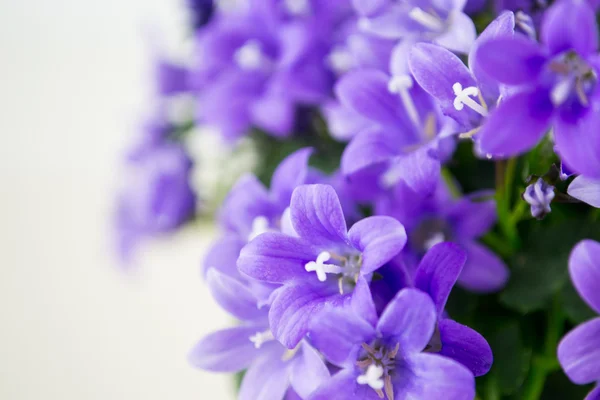Campanula or bellflowers on white — Stock Photo, Image
