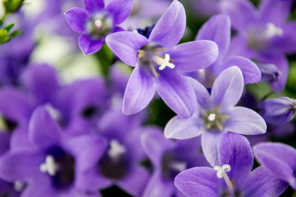 Campanule ou des fleurs de clocher sur blanc — Photo